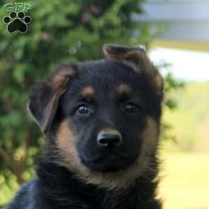 Hugo, German Shepherd Puppy