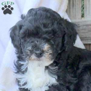 Hugo, Miniature Poodle Puppy