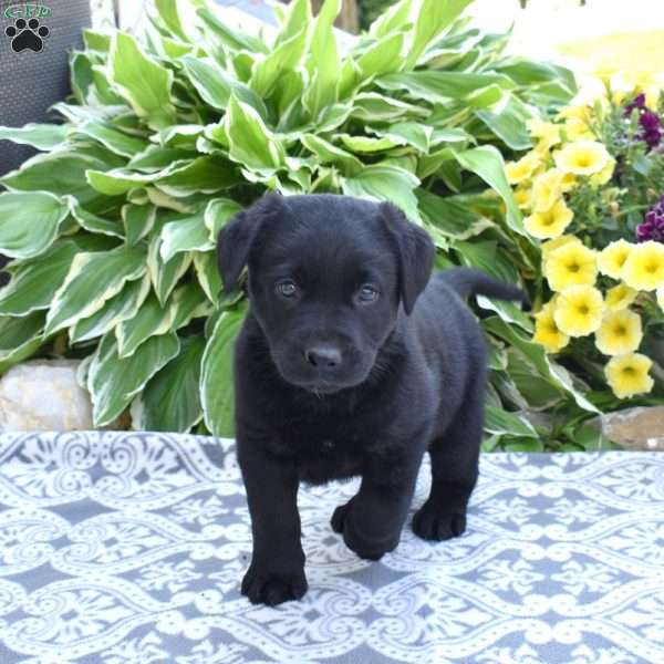 Hunter, Black Labrador Retriever Puppy