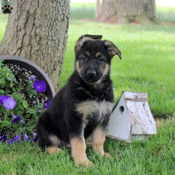 Hunter, German Shepherd Puppy