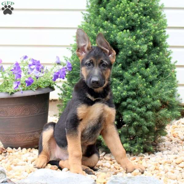 Hunter, German Shepherd Puppy