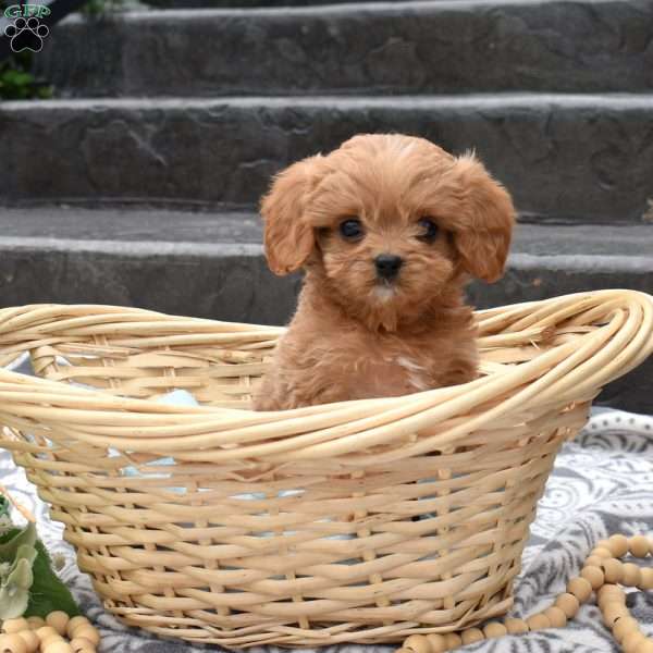 Hunter, Cavapoo Puppy
