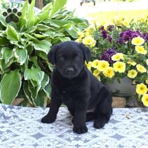 Hunter, Black Labrador Retriever Puppy