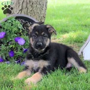 Hunter, German Shepherd Puppy