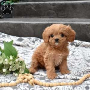 Hunter, Cavapoo Puppy