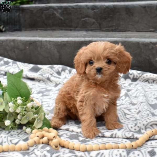 Hunter, Cavapoo Puppy
