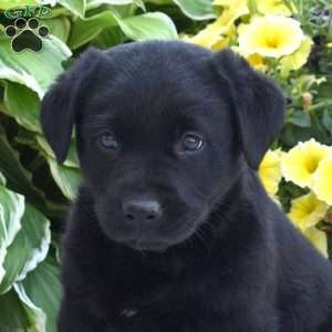 Hunter, Black Labrador Retriever Puppy