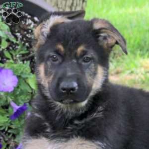 Hunter, German Shepherd Puppy