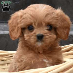 Hunter, Cavapoo Puppy