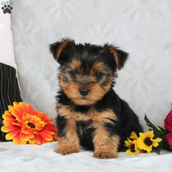 Huxley, Yorkie Puppy