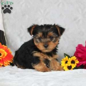 Huxley, Yorkie Puppy