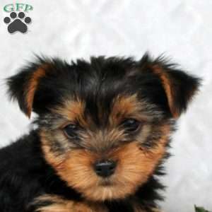 Huxley, Yorkie Puppy