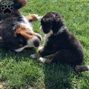 Comanche, Bernese Mountain Dog Puppy