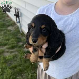 Rocky, Dachshund Puppy