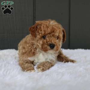 Max, Miniature Poodle Puppy