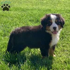 Comanche, Bernese Mountain Dog Puppy
