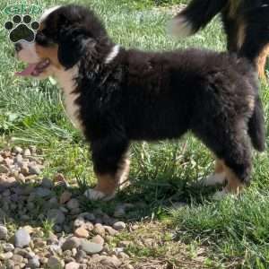 Comanche, Bernese Mountain Dog Puppy