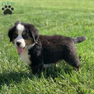 Comanche, Bernese Mountain Dog Puppy