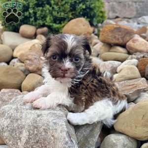 Ranger, Havanese Puppy