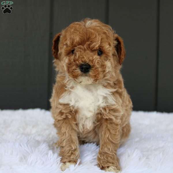 Max, Miniature Poodle Puppy
