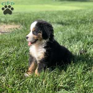 Comanche, Bernese Mountain Dog Puppy