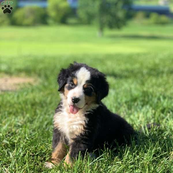 Comanche, Bernese Mountain Dog Puppy