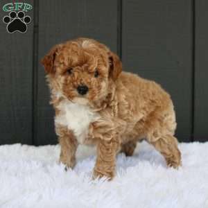 Max, Miniature Poodle Puppy