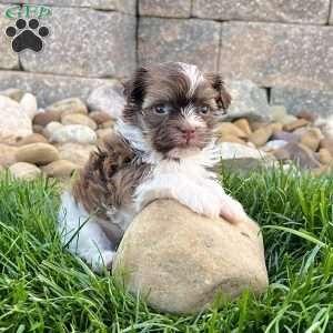 Ranger, Havanese Puppy