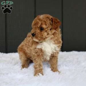 Max, Miniature Poodle Puppy
