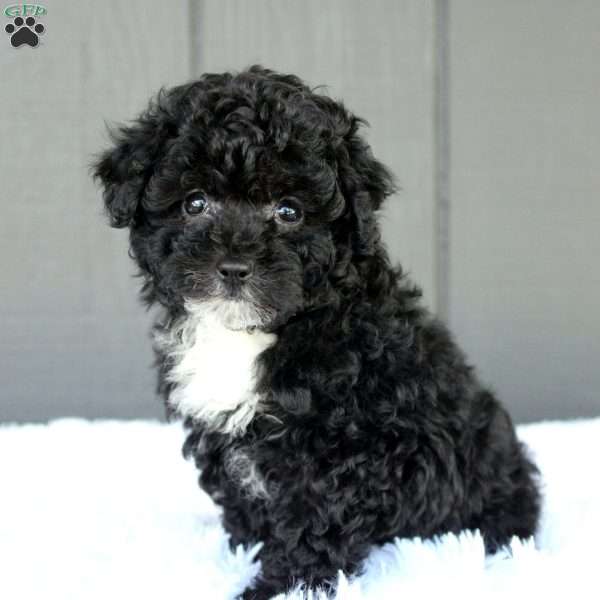 Bella, Toy Poodle Puppy