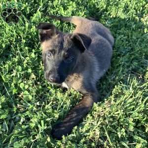 Lonzo, Belgian Malinois Puppy