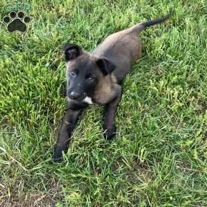 Lonzo, Belgian Malinois Puppy