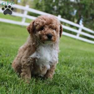Max, Miniature Poodle Puppy