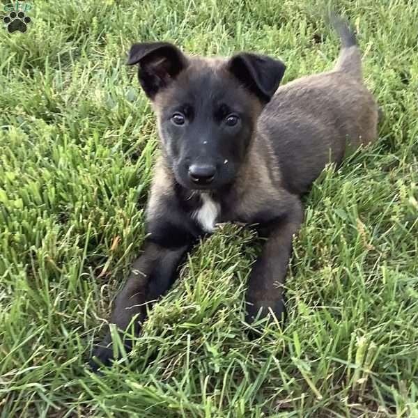 Lonzo, Belgian Malinois Puppy