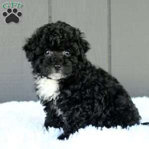 Bella, Toy Poodle Puppy