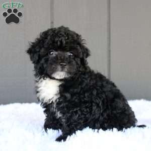 Bella, Toy Poodle Puppy