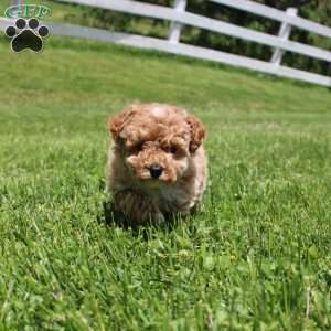 Max, Miniature Poodle Puppy
