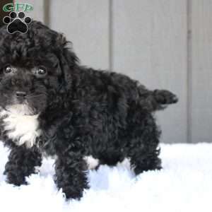 Bella, Toy Poodle Puppy