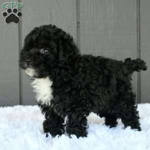 Bella, Toy Poodle Puppy