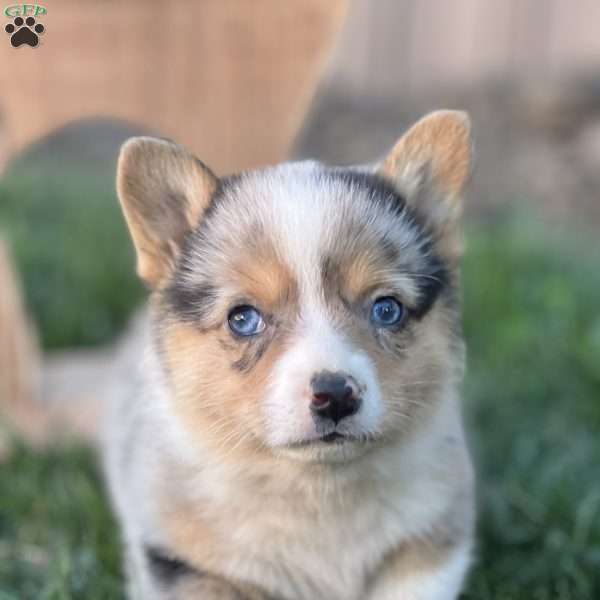Ruthie, Pembroke Welsh Corgi Puppy