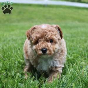 Max, Miniature Poodle Puppy