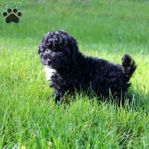 Bella, Toy Poodle Puppy