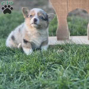 Ruthie, Pembroke Welsh Corgi Puppy