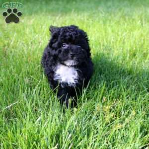 Bella, Toy Poodle Puppy