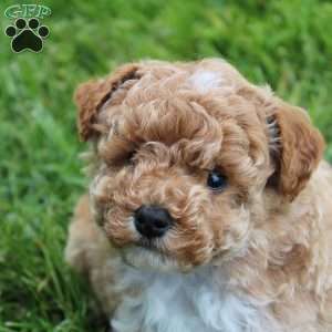 Max, Miniature Poodle Puppy
