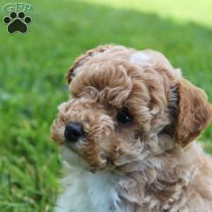 Max, Miniature Poodle Puppy