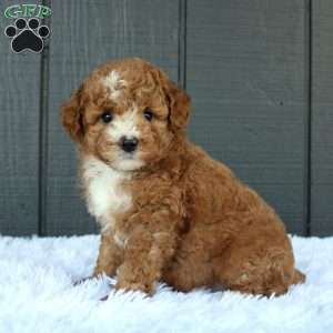 Blaze, Miniature Poodle Puppy