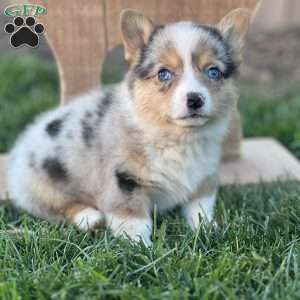 Reese, Pembroke Welsh Corgi Puppy