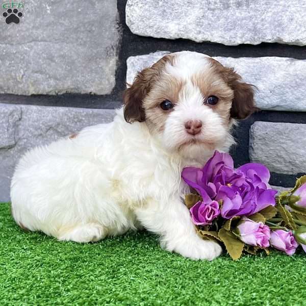 Millie, Havapoo Puppy
