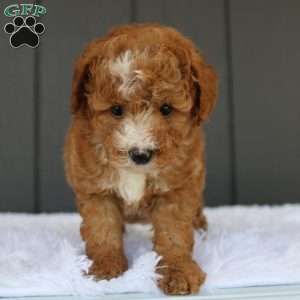 Blaze, Miniature Poodle Puppy